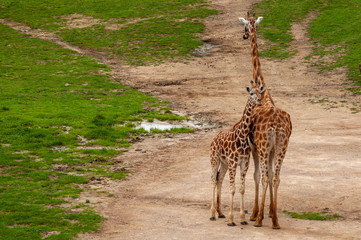 Giraffes are adult and small. The zoo passes on the care and attention of animals about its offspring.