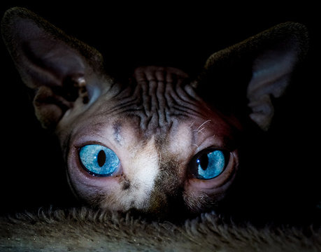 deine blauen Augen