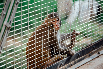 sad fluffy monkey in a cage sits.