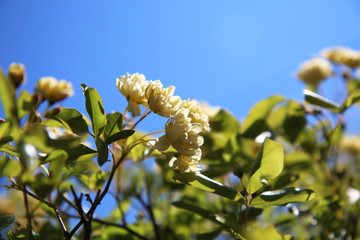 Arbusto di rosa rampicante, in primavera, con fiori giallo pallido a mazzetti appena sbocciati, che...