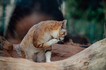 Stare of Sand Cat. Felis margarita