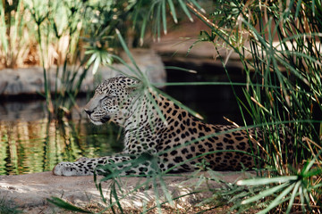 Naklejka na ściany i meble Leopard lying down in the shade