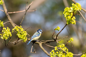 Blaumeise in einem Baum im Frühjahr