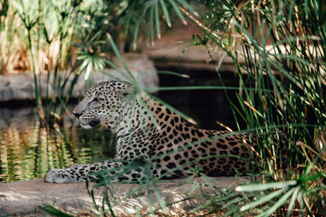 Leopard lying down in the shade