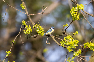 Blaumeise auf einem Ast im Wald