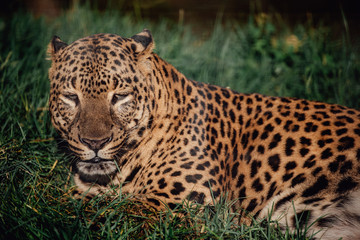 Leopard lying down in the shade