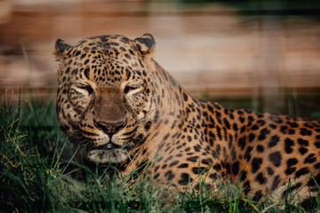 Fototapeta na wymiar Leopard lying down in the shade