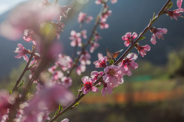 Peach branches in bloom with blurred flowers in the foreground, Vittorio Veneto, Italy