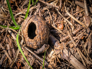 Nut on the ground with a hole in it. Cracked nut shell