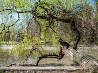 Fototapeta na wymiar Horizontally growing tree in a park. Tree trunk in a dried lake.