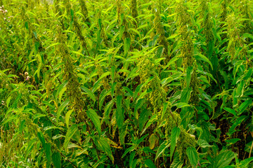 nettle thickets grow thick in the field close-up