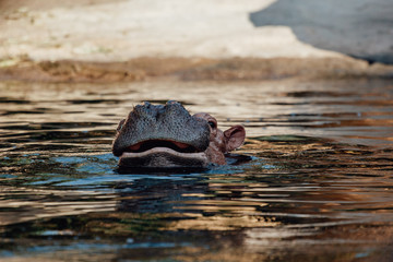 Hippopotamus head in surface level water view. Specie Hippopotamus amphibius family of Hippopotamidae