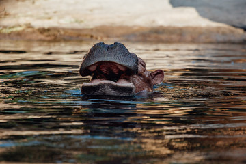 Hippopotamus head in surface level water view. Specie Hippopotamus amphibius family of...