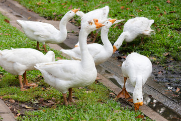 White geese are feeding grass in a public park.