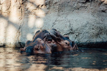 Fototapeta na wymiar Two hippo's play fighting in the water