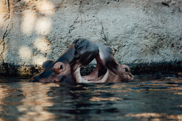 Two hippo's play fighting in the water