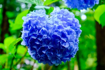 ハート　あじさい