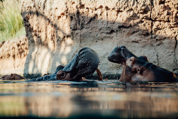 Two hippo's play fighting in the water