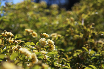 Arbusto di rosa rampicante, in primavera, con fiori giallo pallido a mazzetti appena sbocciati,...
