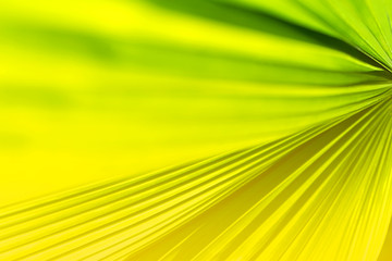 Tropical coconut palm leaf texture in garden, abstract green yellow leaf background.