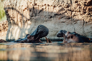 Two hippo's play fighting in the water