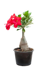 Azalea flower grown up in black plastic pot isolate on white background clipping path included, Adenium flower.