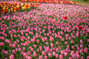 （埼玉県 国営武蔵丘陵森林公園）チューリップ
