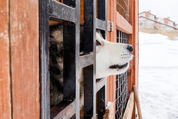 Husky in the aviary