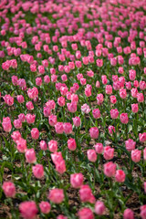 （埼玉県 国営武蔵丘陵森林公園）チューリップ