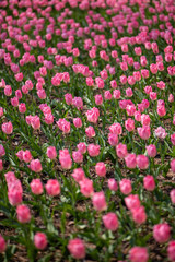 （埼玉県 国営武蔵丘陵森林公園）チューリップ