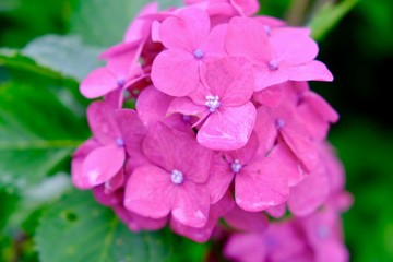 ピンクのアジサイ