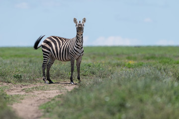 Naklejka premium Curious wild Zebra in the wild Ndutu safari, Tanzania 