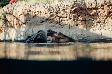 Two hippo's play fighting in the water