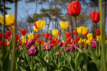 （埼玉県 国営武蔵丘陵森林公園）チューリップ
