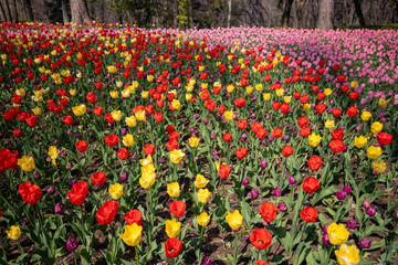 （埼玉県 国営武蔵丘陵森林公園）チューリップ