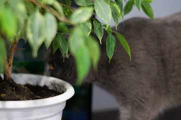 Scottish fold cat playing with mice beautiful