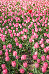 （埼玉県 国営武蔵丘陵森林公園）チューリップ