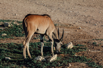 Male kudu antelope (Tragelaphus strepsiceros) in natural habitat
