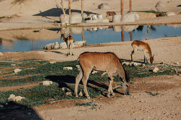 Male kudu antelope (Tragelaphus strepsiceros) in natural habitat