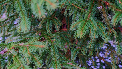 Branches of spruce on a background of snow