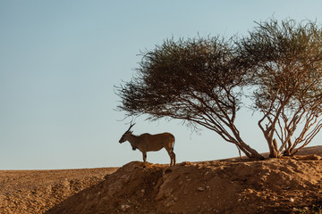 Male kudu antelope (Tragelaphus strepsiceros) in natural habitat