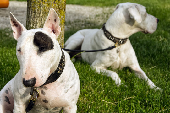 zwei hunde mit der leine am baum festgebunden