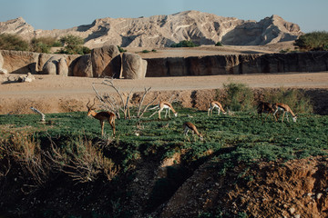 Sand Gazelle in AL Ain Zoo Safari Park, Al Ain, United Arab Emirates