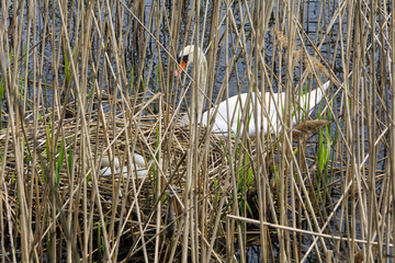 zwei schwäne im schilf bewachen ihr nest und brüten die eier aus