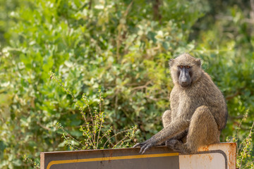 Baboon ( Papio ursinus) sitting on a road sign, Murchison Falls National Park, Uganda.