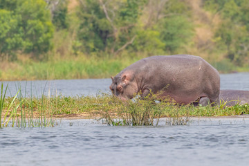 A hippopotamus (Hippopotamus amphibius) or hippo out of the water, Murchison Falls National Park, Uganda.