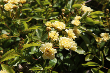 Arbusto di rosa rampicante, in primavera, con fiori giallo pallido a mazzetti appena sbocciati,...