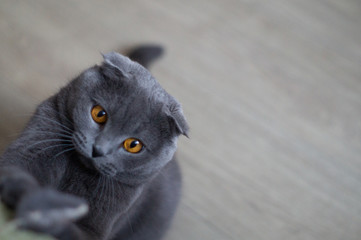 Scottish fold cat playing with mice beautiful