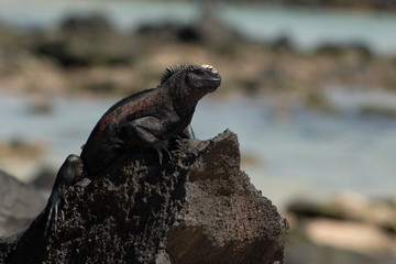 Marine iguana at Española Island
