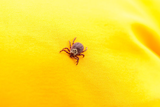 Closeup picture of mite on the yellow clothes isolated